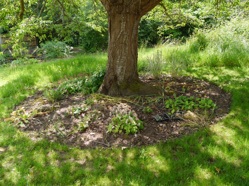 The Cherry Tree bed : picture to follow, please scroll down