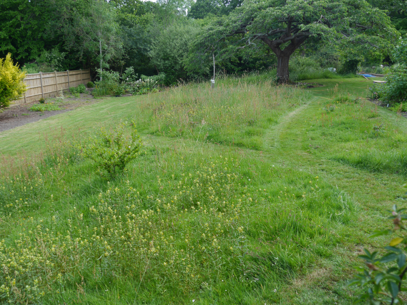 Wild Flower Meadow